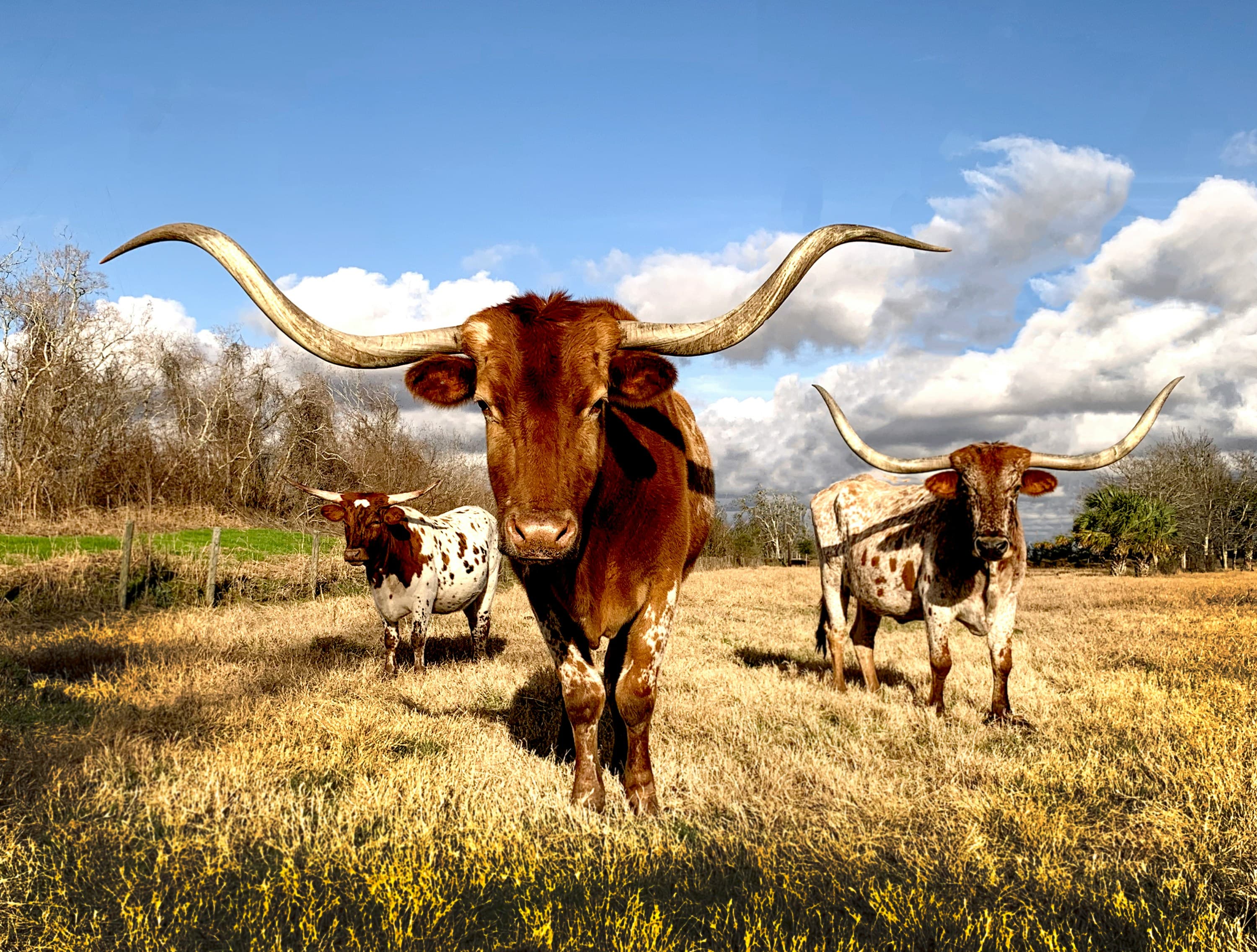 Associate Veterinarian, Pasadena, Texas.