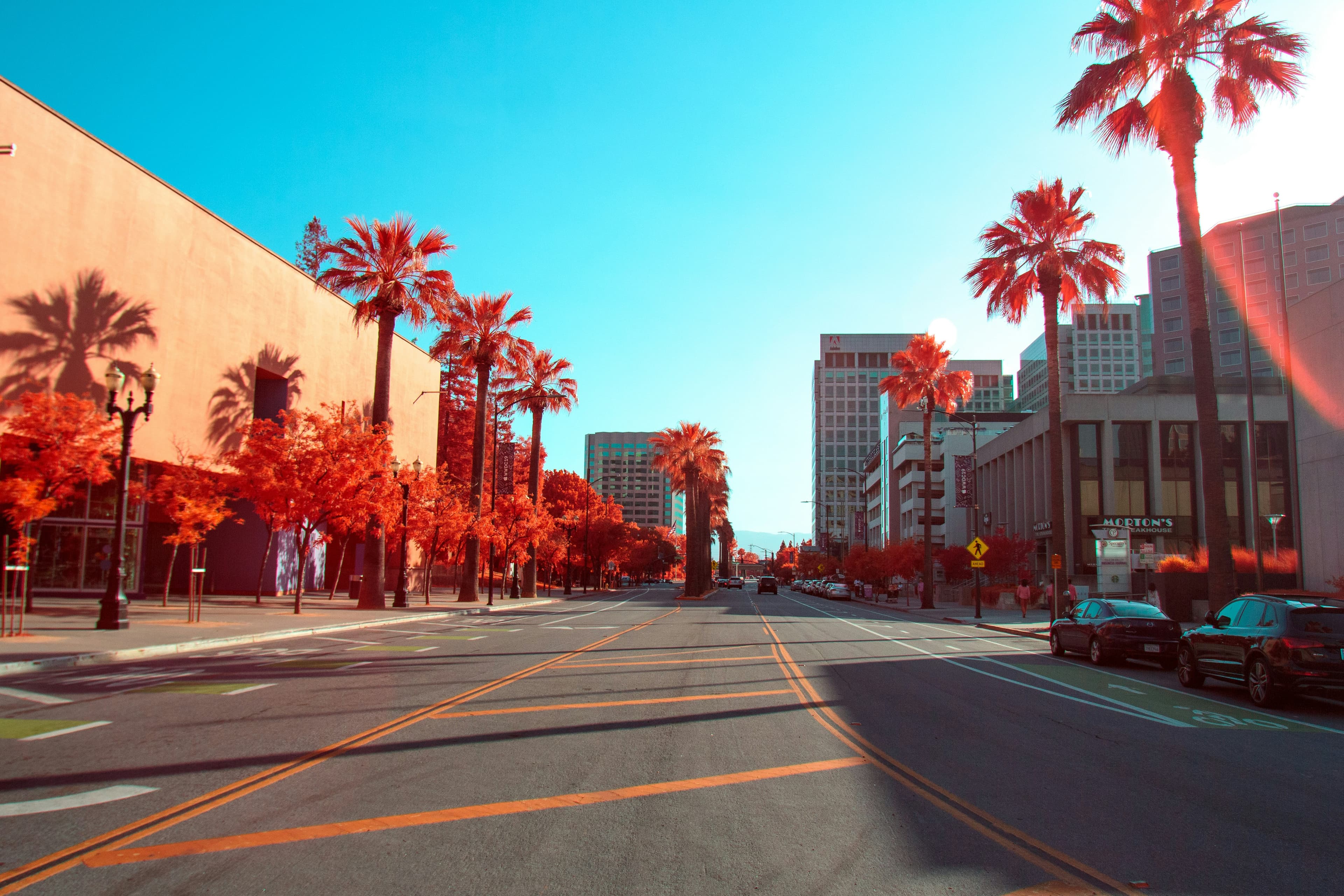 Associate Veterinarian, San Jose, California.