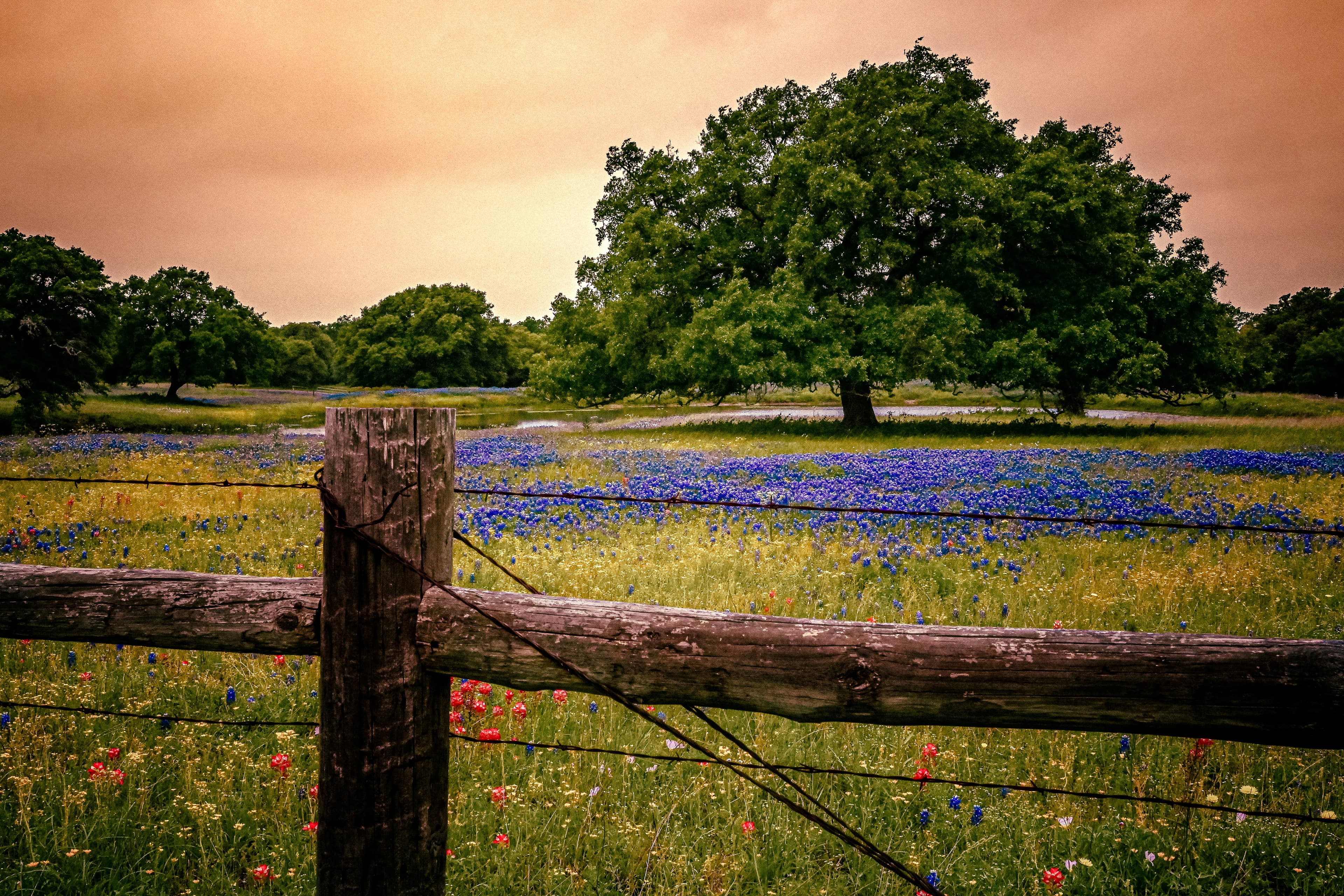 Associate Veterinarian, Stafford, Texas.